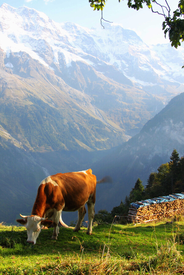 瑞士少女峰风景