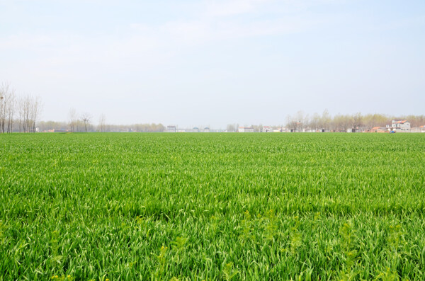 绿色麦田风景图片
