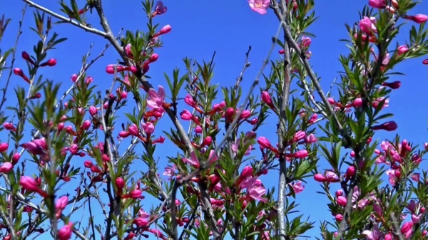 花卉树枝天空视频素材