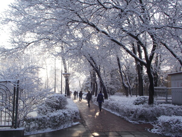 中国科学院大学的雪图片