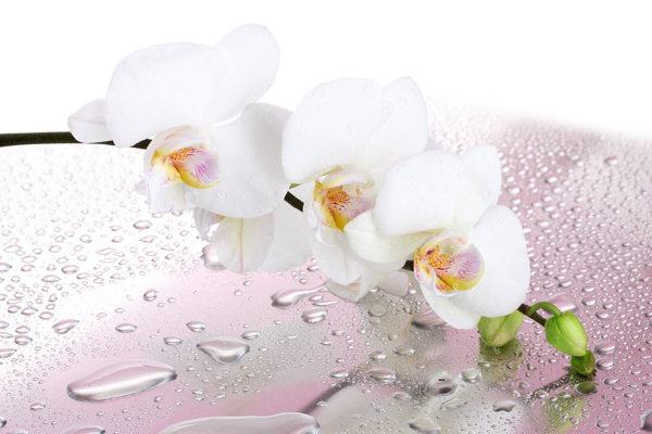白色兰花与水珠图片