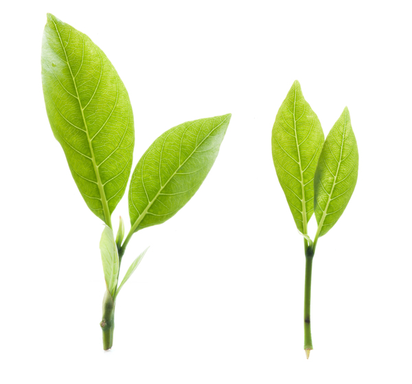 樹葉圖片