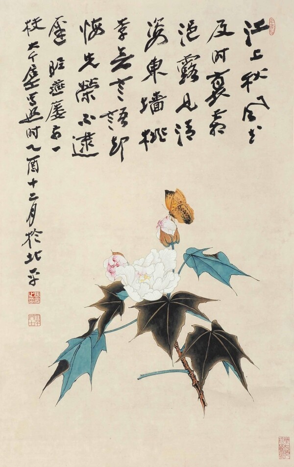 芙蓉蝴蝶圖片