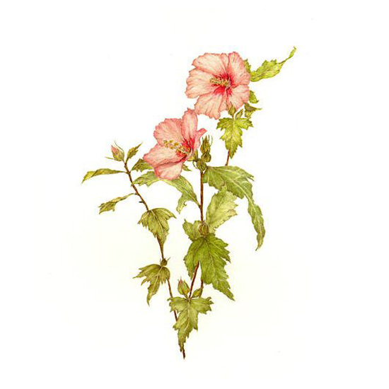位圖植物寫意花卉花朵牽?；赓M(fèi)素材