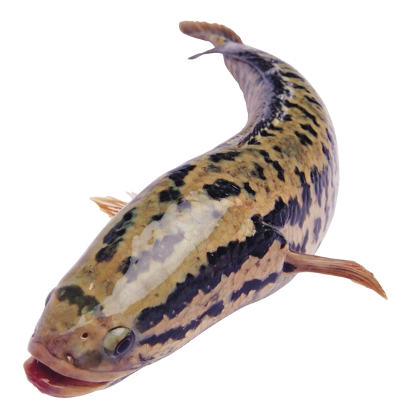 褪底魚(yú)圖片