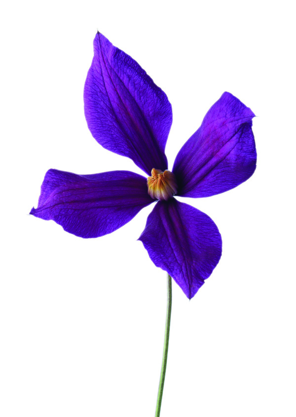 花朵無框畫