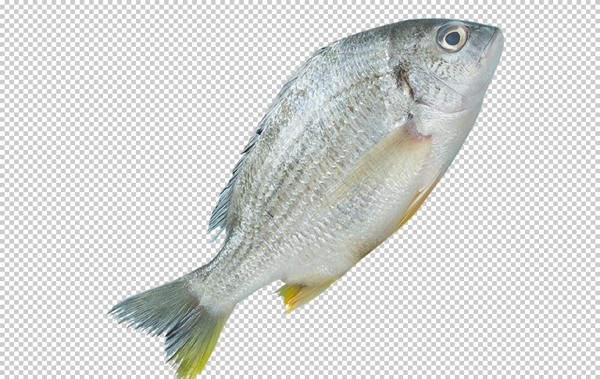 鱼海鲜食材海报背景素材