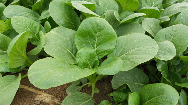 小青菜圖片