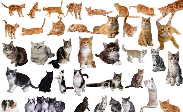 37款猫咪素材图片
