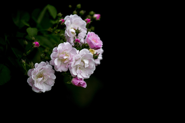 薔薇