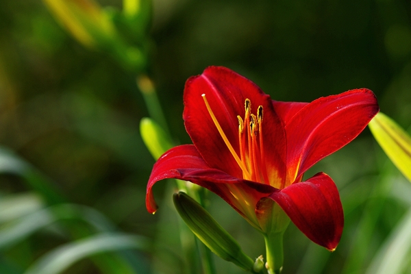 紅色萱草花