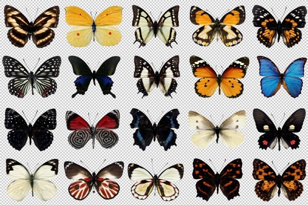 各种蝴蝶图片