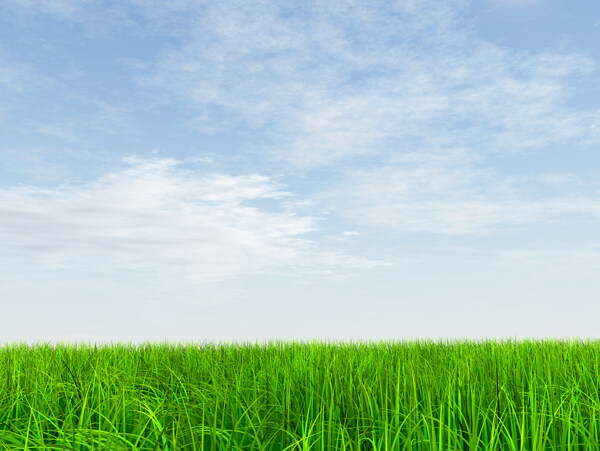 清新的蓝天与草丛高清图片