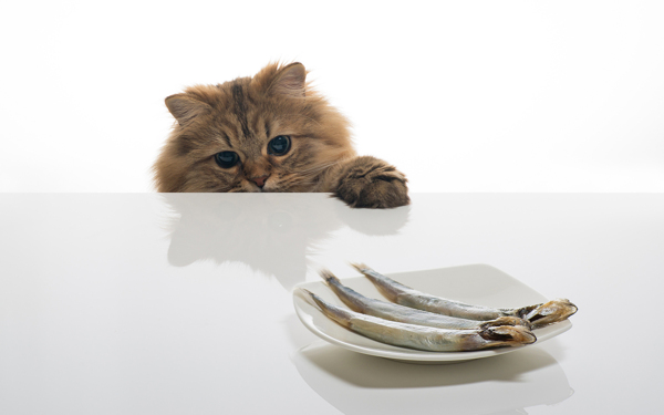 偷吃鱼的猫