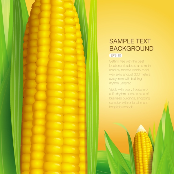 玉米海报招贴图片