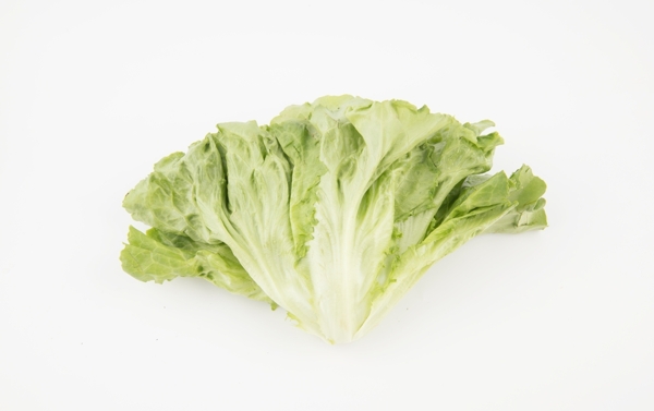生菜