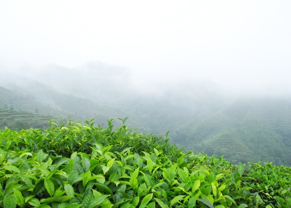茶山圖片