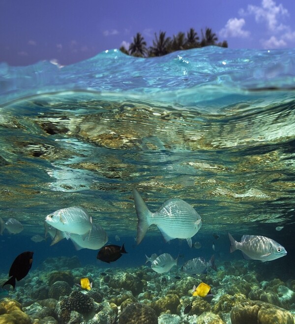 海洋里游动的热带鱼图片