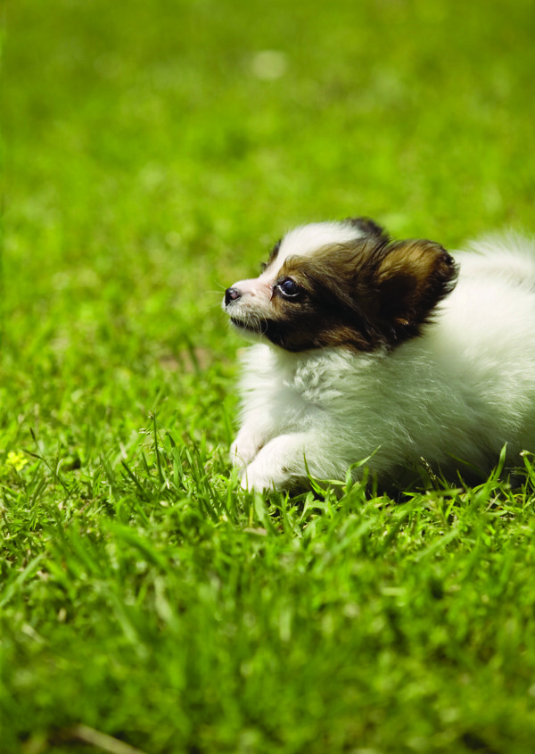 名貴犬4