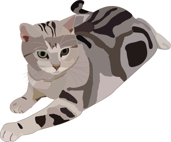 貓