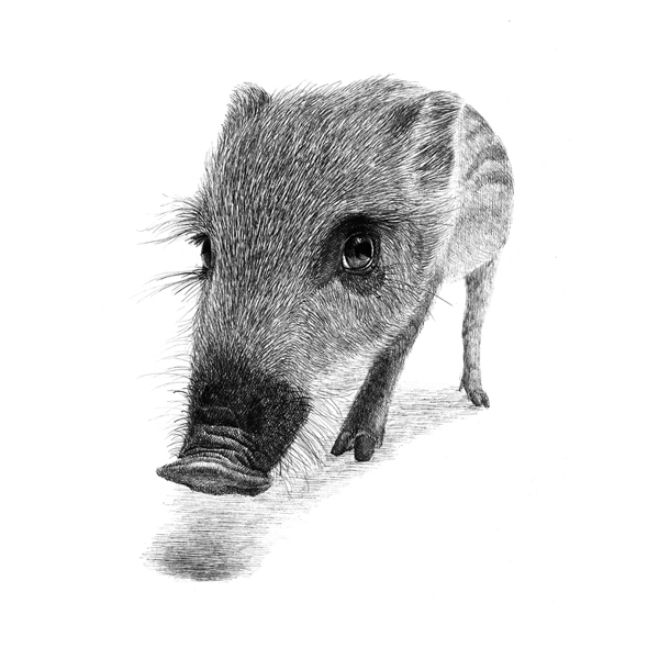 位圖插畫時尚插畫動物插畫藝術效果免費素材