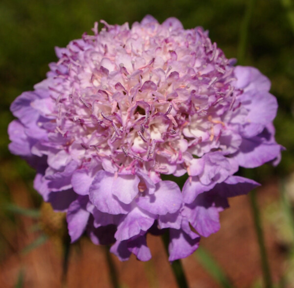 位圖植物攝影寫實(shí)花卉花朵數(shù)碼照片免費(fèi)素材