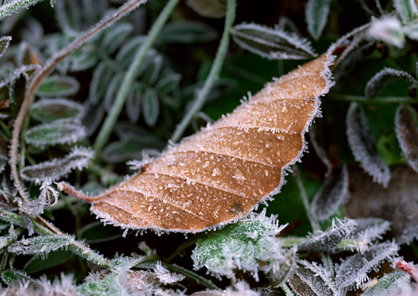 冰雪和植物