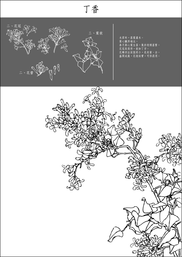 矢量白描丁香