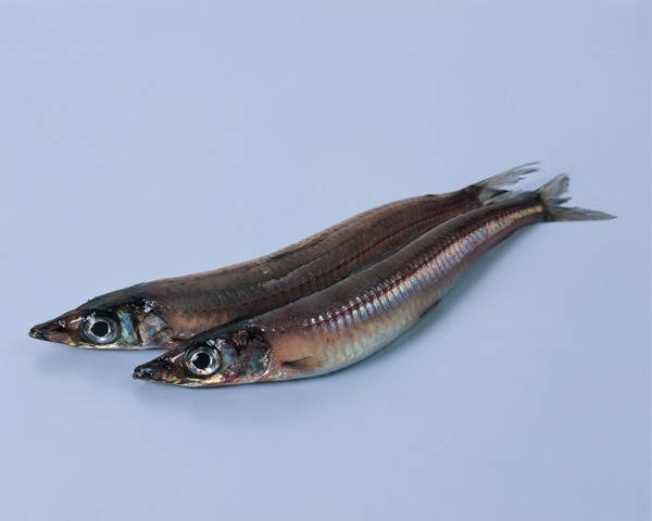 海魚圖片