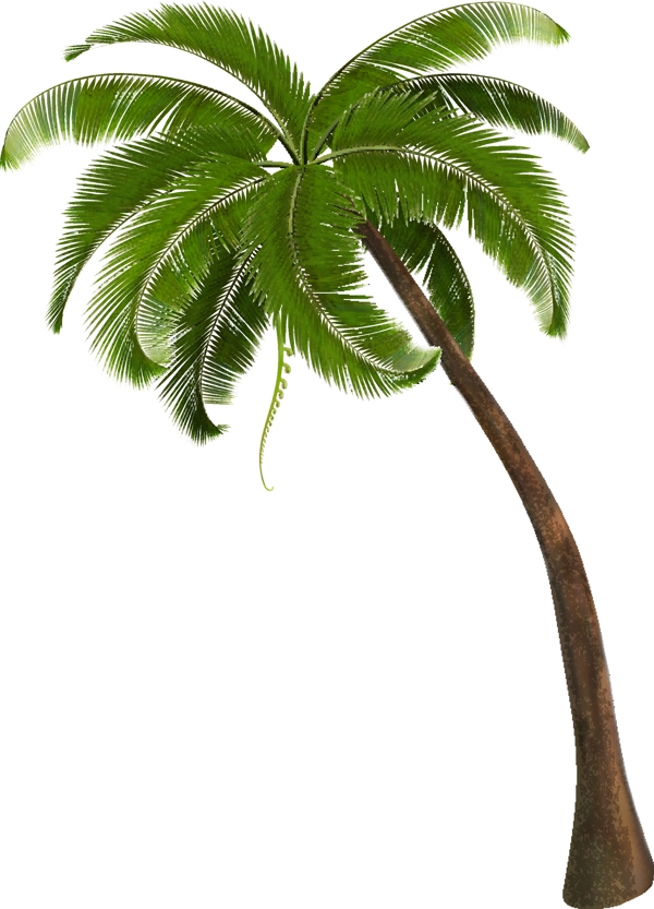 椰樹圖片