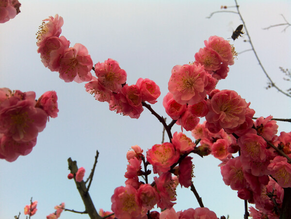 桃花圖片