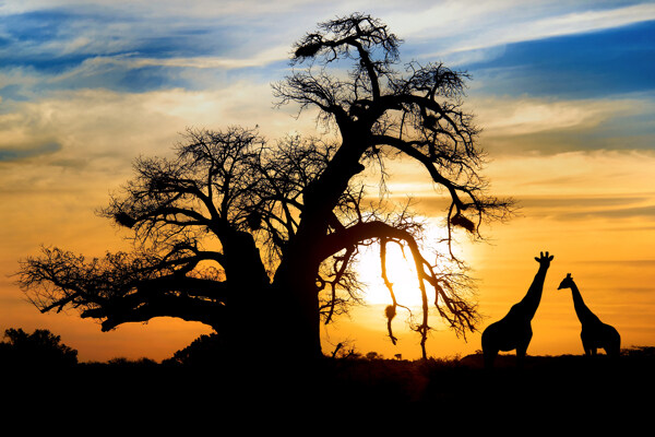 非洲草原夕阳图片