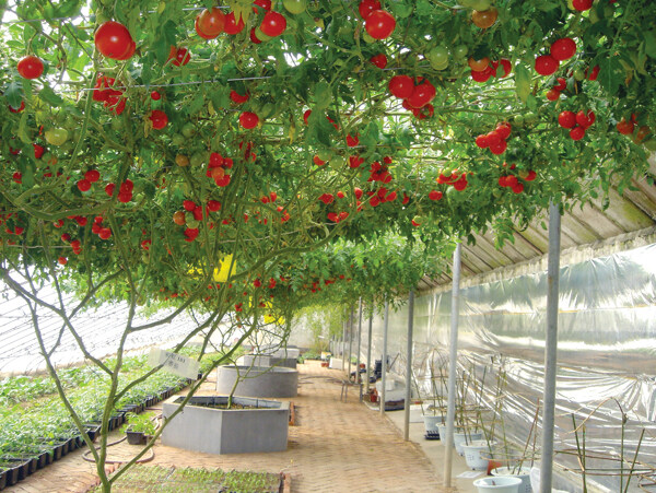 番茄树西红柿树图片