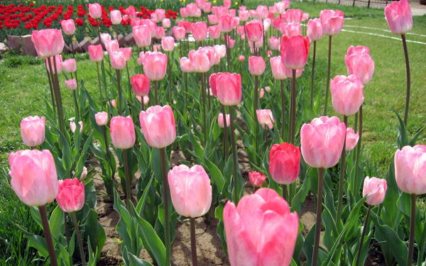 郁金香花叢