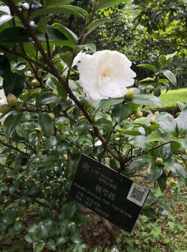 昆明市植物园茶花开放图片