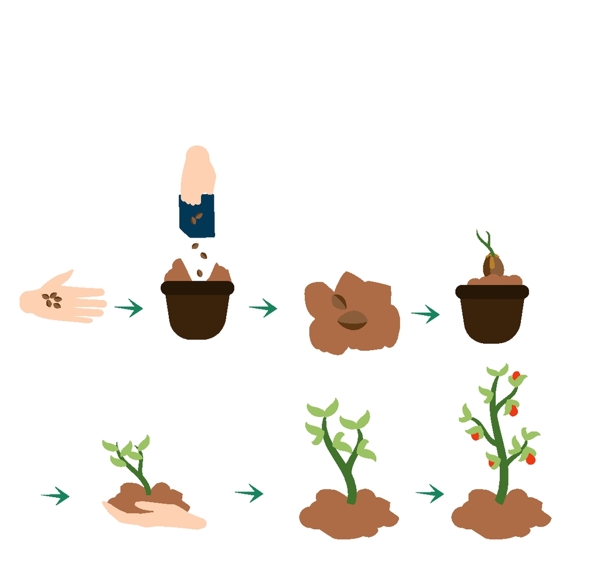 种植植物过程