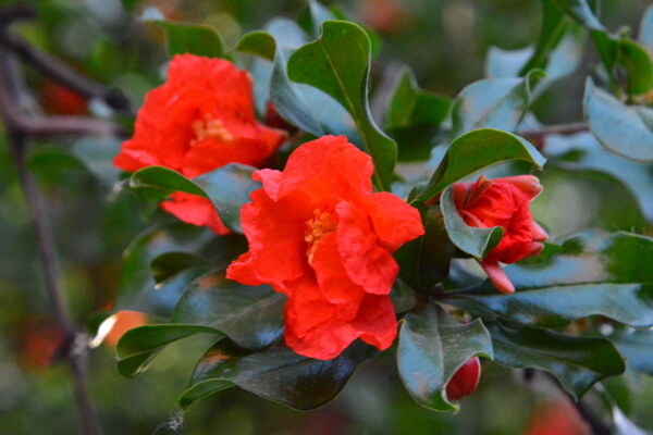 石榴花