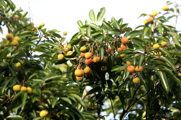 荔枝