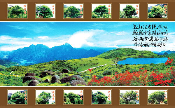 潮州凤凰天池和名茶图片