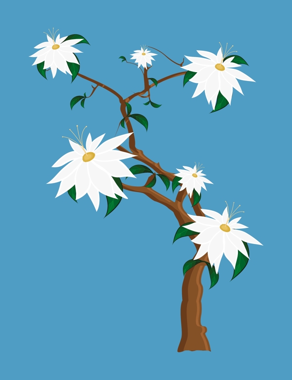白色的花的植物