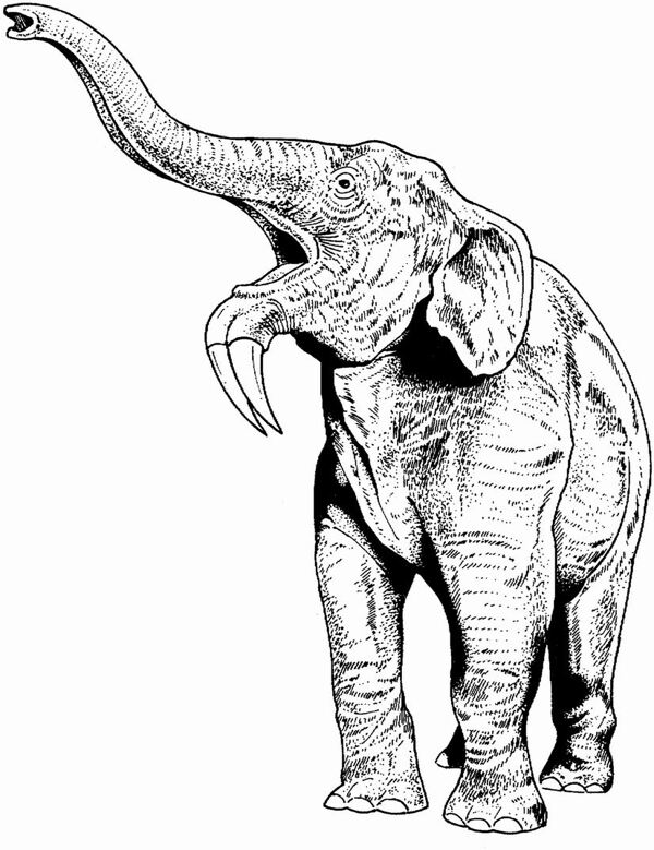 手繪動物畫動物素描