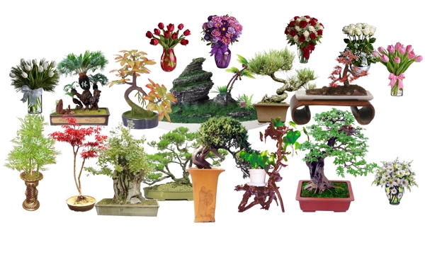 室内花瓶植物造景图片