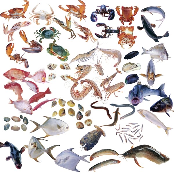 魚(yú)類(lèi)合集圖片