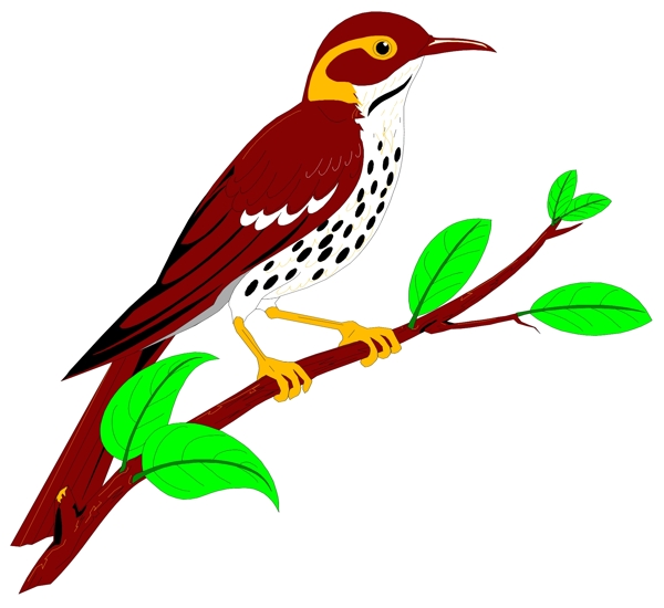 各種鳥(niǎo)類(lèi)鳥(niǎo)動(dòng)物矢量素材EPS格式1516