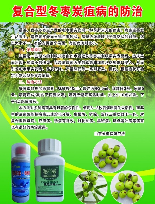 冬棗炭疽病圖片