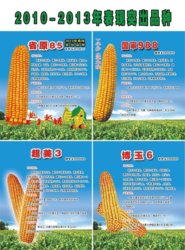 玉米種子圖片