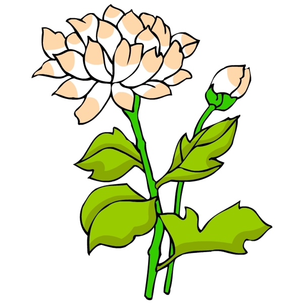 花卉古典插畫(huà)