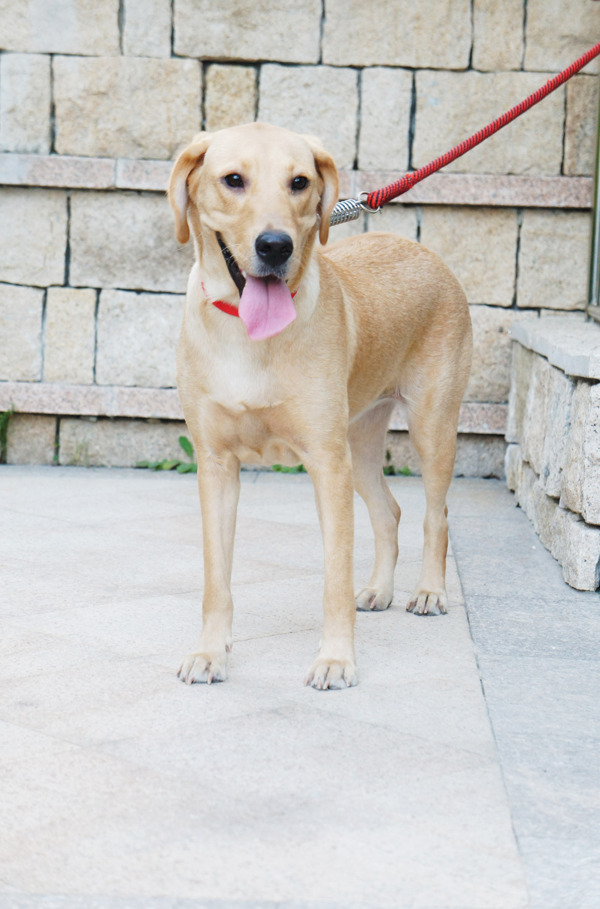 拉布拉多犬圖片