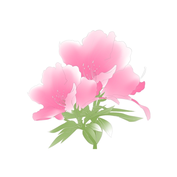 原創(chuàng)免摳水彩杜鵑花