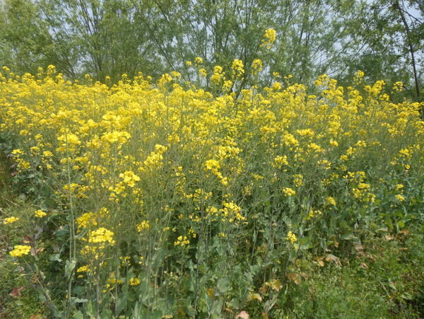 油菜花圖片